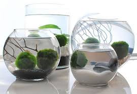 A glass mug works really well, or you could use a small bowl. How To Grow An Indoor Water Garden The Garden