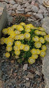New Plants New Perennials Plant Delights Nursery In 2021 Plants Dwarf Plants Drought Resistant Plants