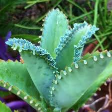 Growing Mother Of Thousands Caring For A Mother Of Thousands Plant Tall Cactus Plants Plants Mother Of Thousands Plant