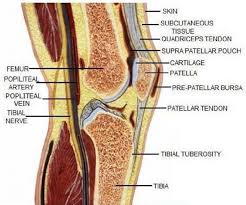 Check spelling or type a new query. Anatomy Of The Knee Joint Download Scientific Diagram