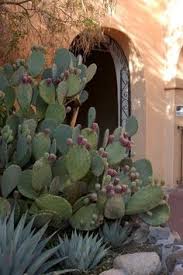 Cacti are one of the extraordinary plants. 230 New Mexico Flowers Desert Plants Ideas Desert Plants Plants New Mexico