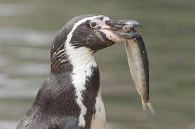 For example, crested penguins sport a crown. What Do Penguins Eat Worldatlas