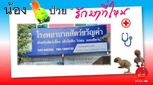 ep2020 066 โรงพยาบาลส ตว ขว ญคำ โรงพยาบาลร กษานก โรงพยาบาลส ตว เล ยง ค นกแก ว
