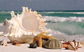 5 out of 5 stars. 33 Modern Bathroom Design And Decorating Ideas Incorporating Sea Shell Art And Crafts
