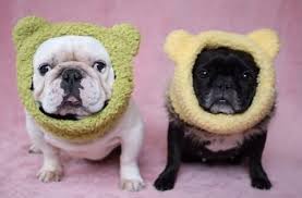 Crochet Dog Hat Pattern Ideas Best Collection Video Tutorial Crochet Dog Hat Free Pattern Crochet Dog Hat Dog Hat