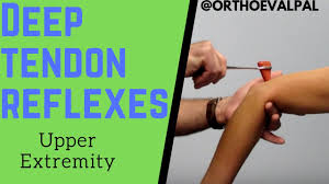 deep tendon reflexes of the upper extremities