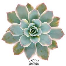 Image result for Senecio subsessilis