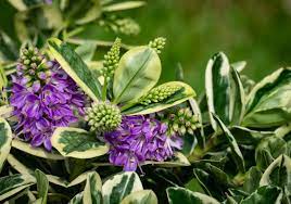 Trova una vasta selezione di piante e bonsai fiori sempreverde a prezzi vantaggiosi su ebay. 5 Piante Invernali Perfette Per Il Tuo Balcone Le Verzeletti
