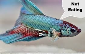 Betta Fish Not Eating Pellets Here Is Why Aquascape Addiction