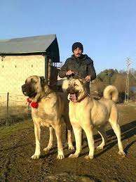 It is registered in the usa by the united kennel club (ukc), a respected registry for over 100 years, whose focus is on the total dog. Which Dog Is More Powerful A Kangal Or German Shepherd Quora