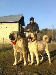 Kangals coming from famous breeding farm will have higher price, from $1300 to $3000 per puppy. Kangal Dog Price Online
