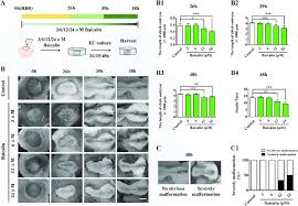 The Assessment Of Gastrula Chick Embryo Development In The