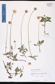 Image result for Tridax