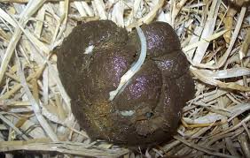 Image result for Pinworm