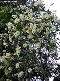 Image result for Melaleuca quinquenervia
