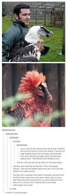 Red Bird With Spiky Hair Metal Bird Dragons Animals Funny Animals Cute Animals