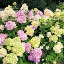 Tatjana hierl setzt jede blüte einzeln auf den schönen gartenstecker. Riesen Garten Hortensie Incredible Pflanzen Garten Hortensien