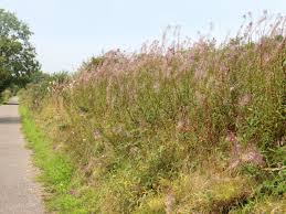 The 3' tall clumps are topped with short spikes of dark purple flowers. 10 Tall Perennial Flowers Diy
