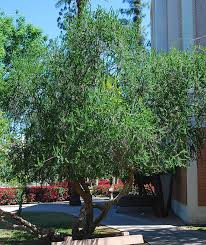 Image result for Myrtus communis
