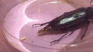 However, if it's becoming difficult to live and let live with these big buggers, typical pest control around the outside of the premises can certainly help prevent them from returning. Palo Verde Beetle Laying An Egg Youtube