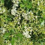 Image result for Nuxia congesta