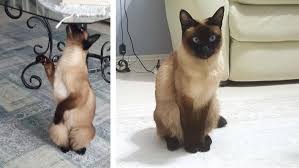 Siyam Kedisi Sahiplendirme Kedi Sahiplendirme Ucretsiz Kedi Sahiplendirme