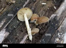 Image result for Simocybe centunculus