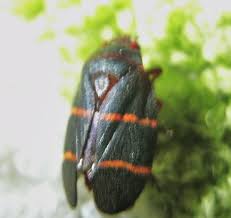 Check spelling or type a new query. Just Double Checking Is This A Chinch Bug Homes Yard Jacksonville Florida Fl City Data Forum