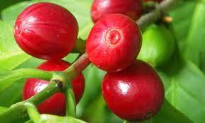 Coffee Berries Planta Do Cafe Cafe