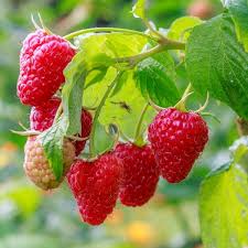 We did not find results for: Cascade Delight Raspberry One Green World Raspberry Plants Berries Raspberry
