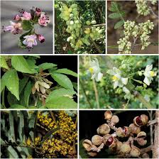 Image result for Deinbollia sp. A