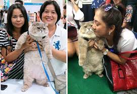 All of our styles have a clip and bungee for you to attach a leash so your cat can hang out of the backpack. Meet Bone Bone The Enormous Fluffy Cat From Thailand That Everyone Asks To Take A Picture With Bored Panda