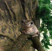 Their Little Hands Tucked Under Themselves Frog Pictures Animal Memes Frog