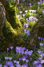 Pin By Aleksandra Lekic On Spring March When Early Spring Begins Beautiful Nature Nature Photography Wild Flowers