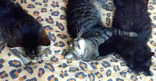 Catsofworld Panosundaki Pin