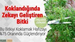 Neredeyse Iyi Gelmedigi Hastalik Yok Zerdecalli Karisim Organik Zamani 2020 Bitki Tibbi Bitkiler Saglikli Yasam