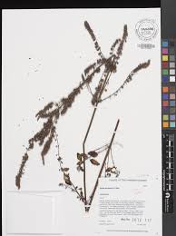 Image result for Mesosphaerum pectinatum