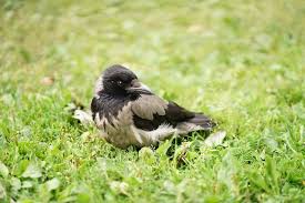 How do you stop cats digging up plants and doing its business in them? Too Many Birds On Your Lawn How To Fix It Myhometurf