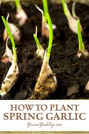Planting Spring Garlic When To Plant Garlic Growing Garlic Spring Garlic