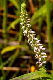 Image result for Eriosema parviflorum