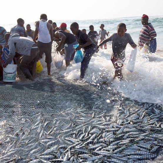 Afrique du Sud : Enquête sur de « nouveaux signalements de mortalité » de sardines le long de la côte | lecourrier-dalgerie.com