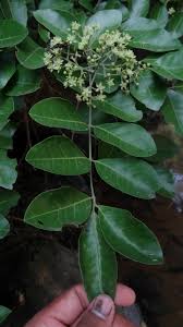 Image result for Clausena