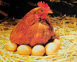 「lay eggs」的圖片搜尋結果