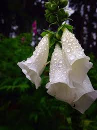 Save on everything from food to fuel. How To Grow Foxgloves Digitalis Beautiful Flowers Garden Foxglove Tree House Kids