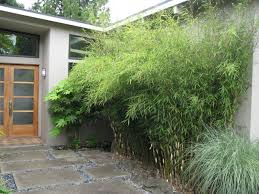 While a screen consists of tall, narrow trees planted in a tight row. 10 Privacy Plants For Screening Your Yard In Style
