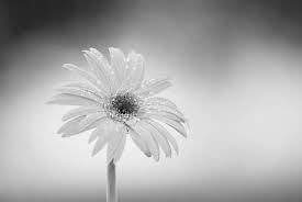 Gerber Daisy by Tracy Smith