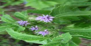 Image result for Vernonia anthelmintica