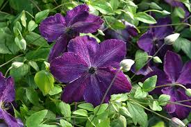 Check spelling or type a new query. Clematis Viticella Night Veil 3 Litre Pot Purple Red Flowers