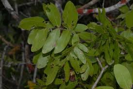 Image result for Julbernardia paniculata