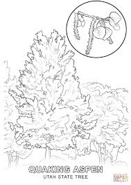 Click The Utah State Tree Coloring Pages To View Printable Version Or Color It Online Compatible Wit Tree Coloring Page Coloring Pages Abstract Coloring Pages